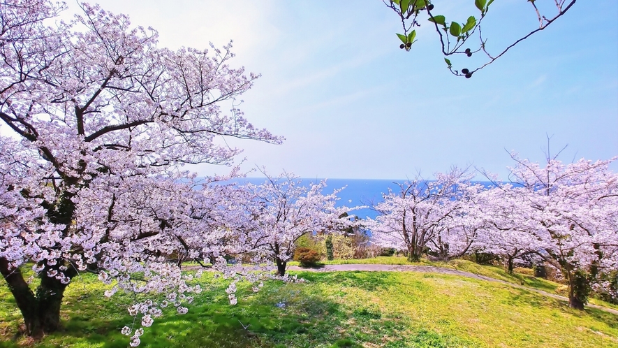 桜と高台から望む日本海は絶景です。手引ヶ丘公園