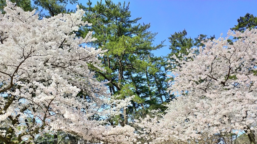 出雲大社神苑の桜。神聖な空気の中で凛と美しく。