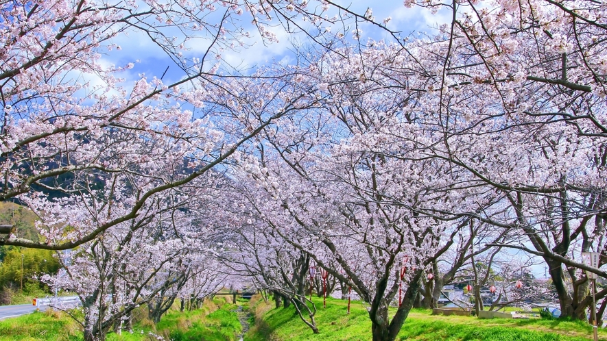 桜のトンネルをお散歩できる新川桜土手。