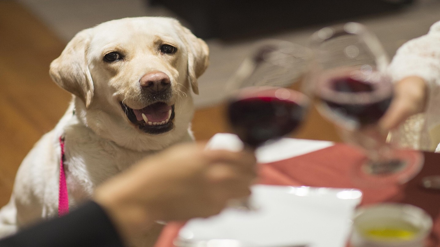 【スタンダードフレンチ】わんパラリブランド記念★黒毛和牛サーロインに無料UP＆愛犬1頭無料特典