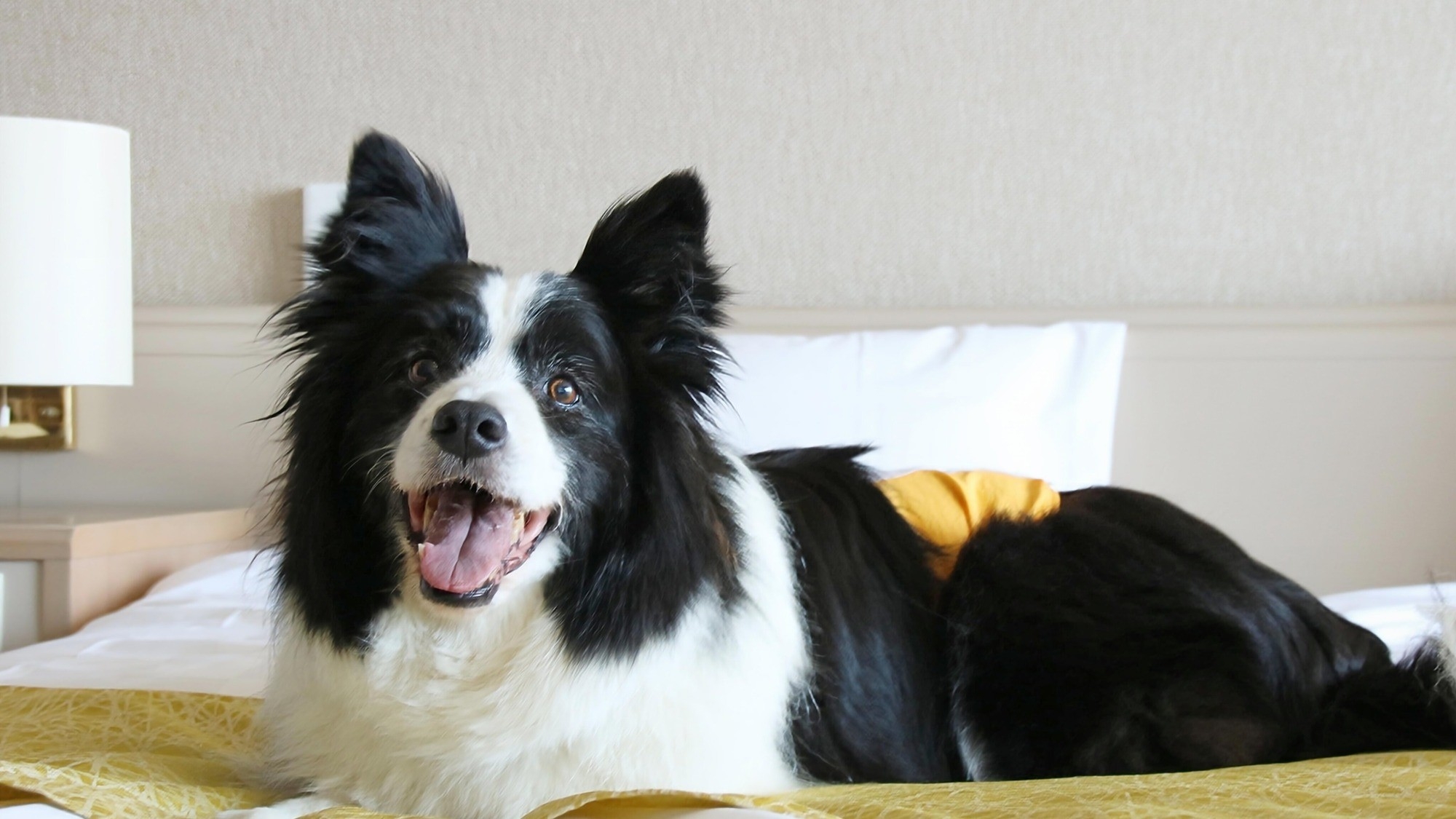 【素泊まり】過ごし方自由！愛犬と一緒に別荘気分【ペット可】