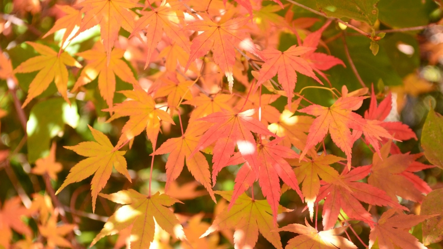 八ヶ岳エリアの紅葉は10月中旬～11月中旬ごろが見頃♪