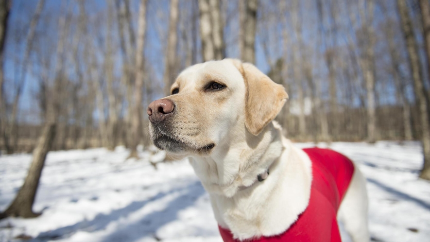 冬のdog park 陽光