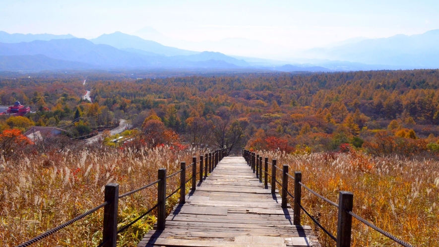 【八ヶ岳エリアの紅葉】美し森