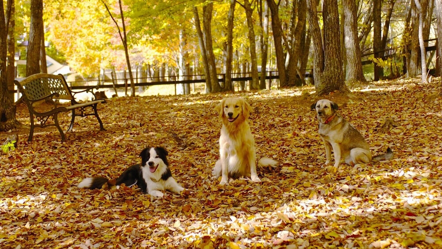 dog park 陽光の秋は紅葉が綺麗♪