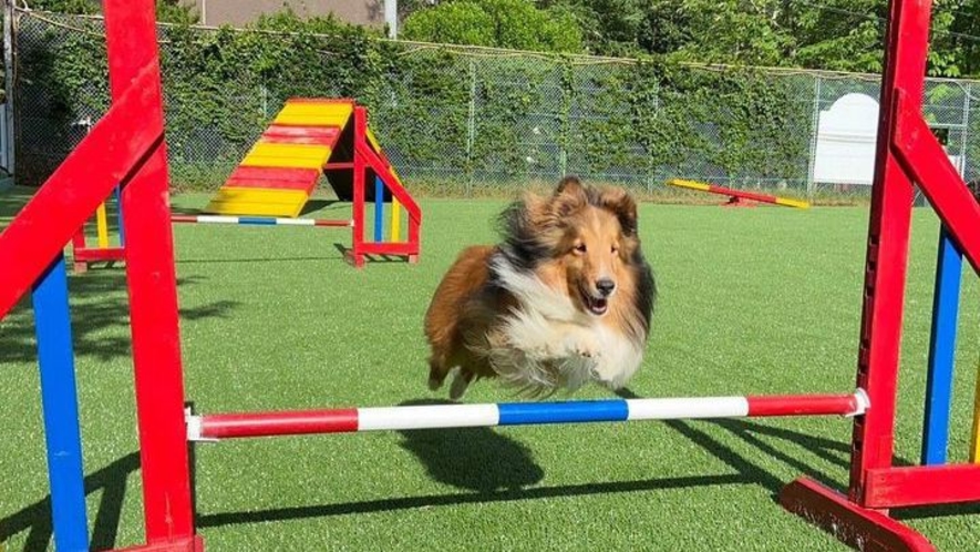 dog park　アジリティエリア利用イメージ