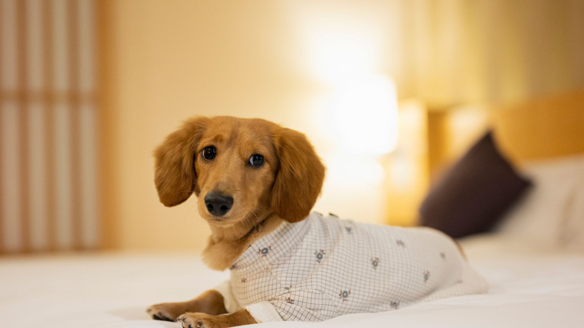 愛犬と泊まれるお部屋！