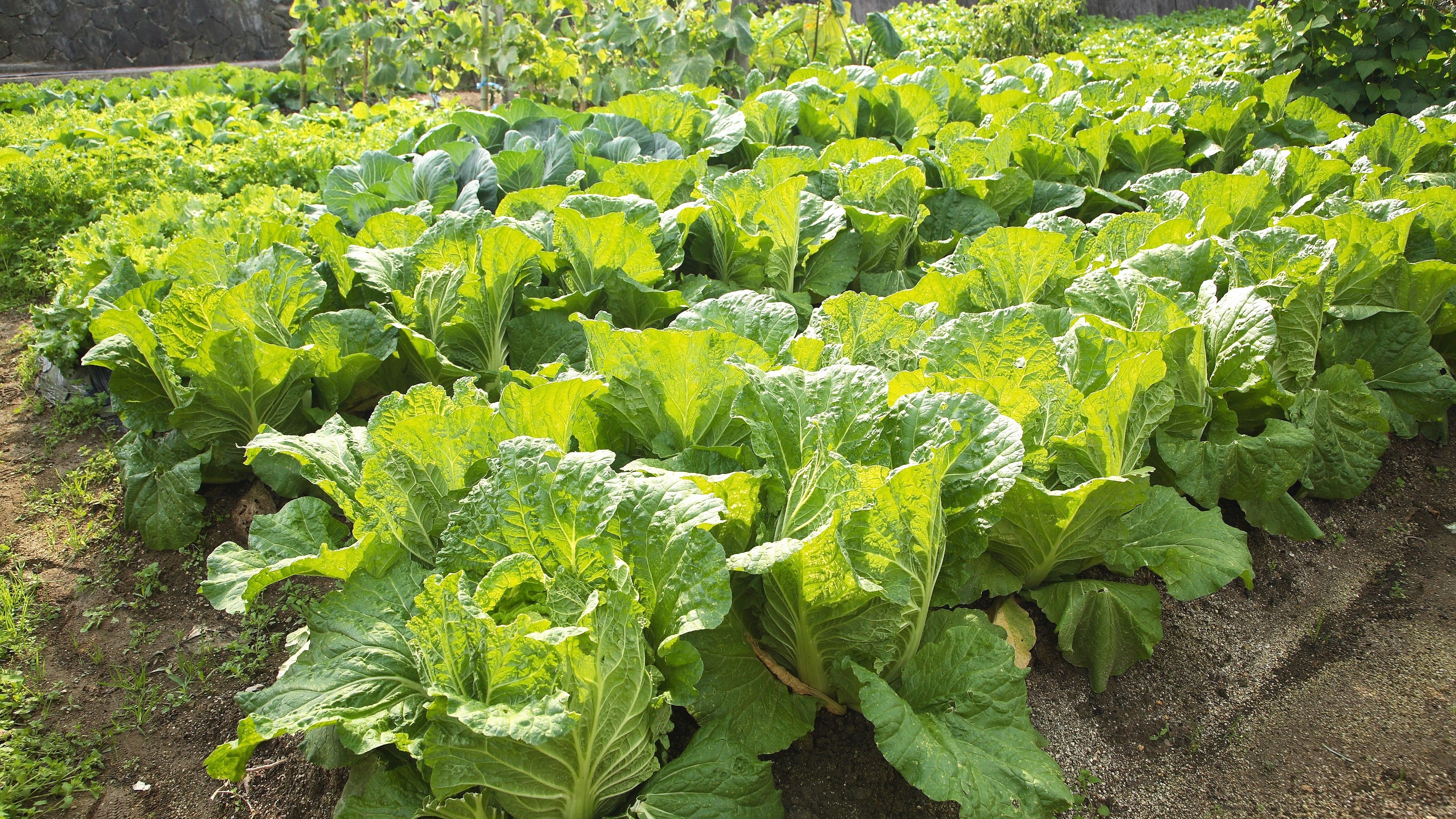 心を込めて様々な無農薬野菜を作ってます。