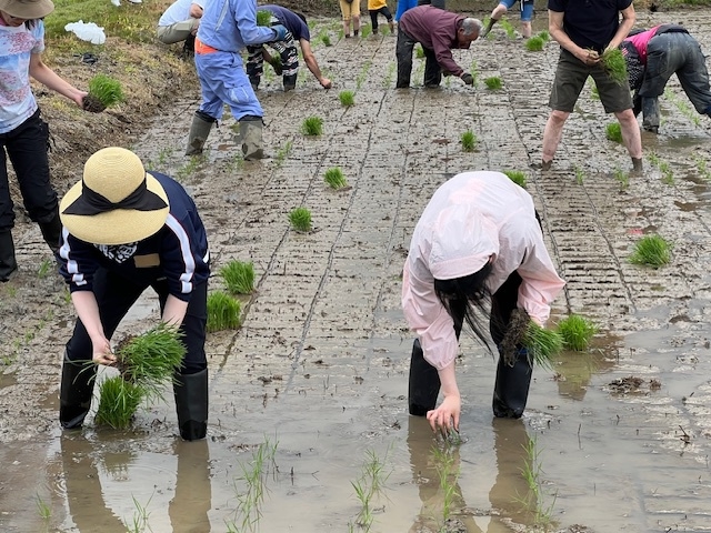 【5/16限定！】１泊２食付◆田植え体験と新潟の美食堪能プラン〈12時からチェックインOK！〉