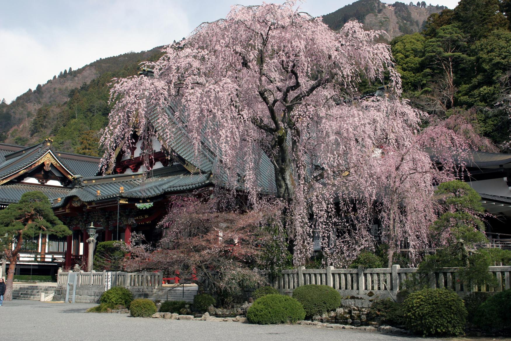 身延山の枝垂れ桜