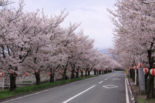 憩の桜並木（加賀美中条付近）