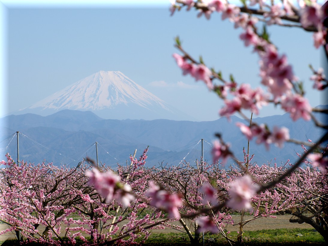 富士山と桃畑