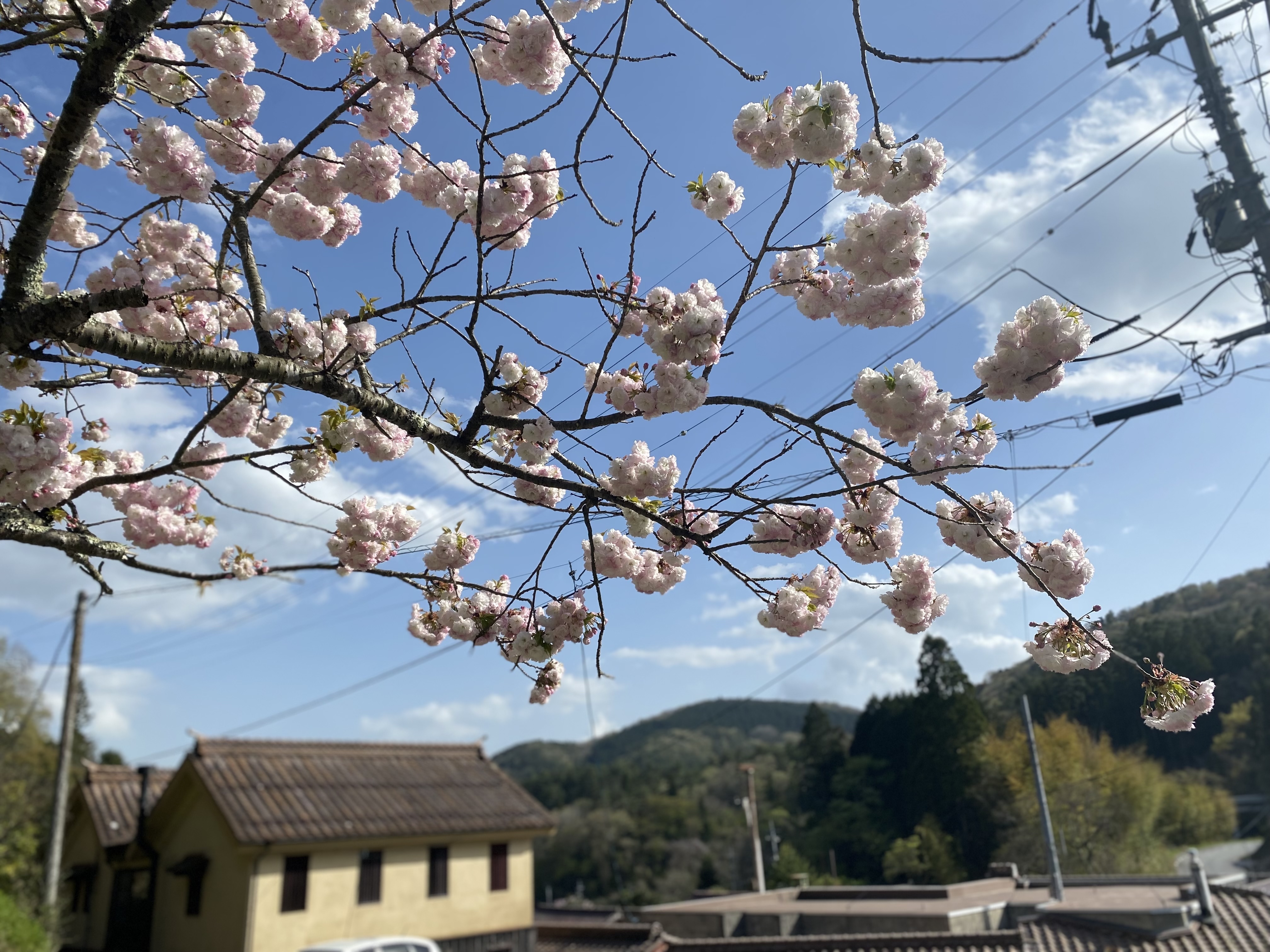春｜吹屋ふるさと村