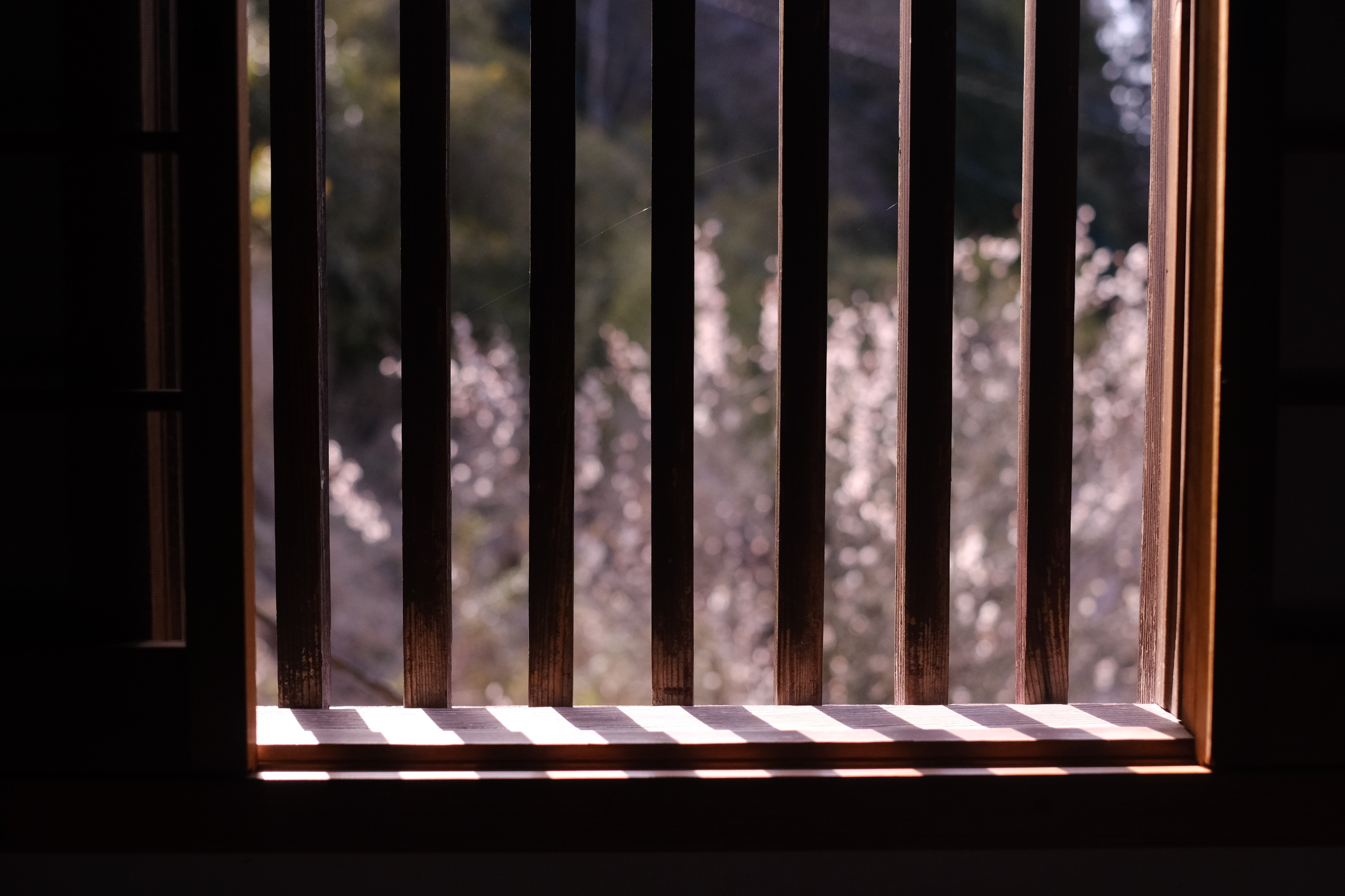 鳥の声で目覚める、静かな朝