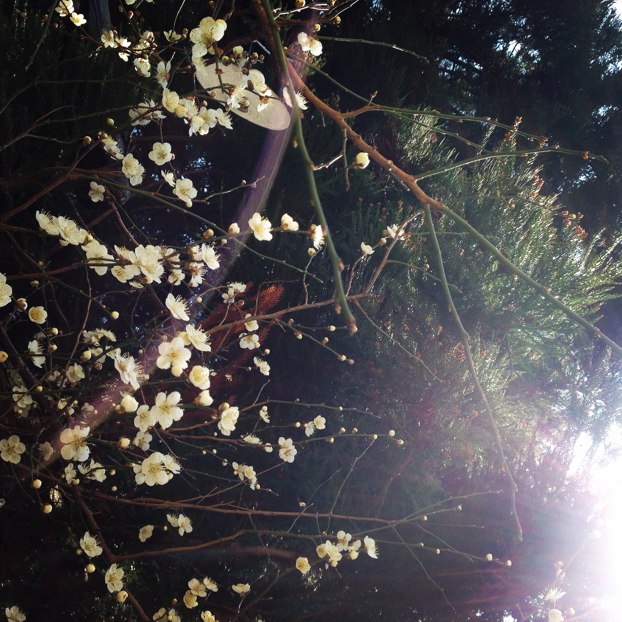冬の風景｜梅の花