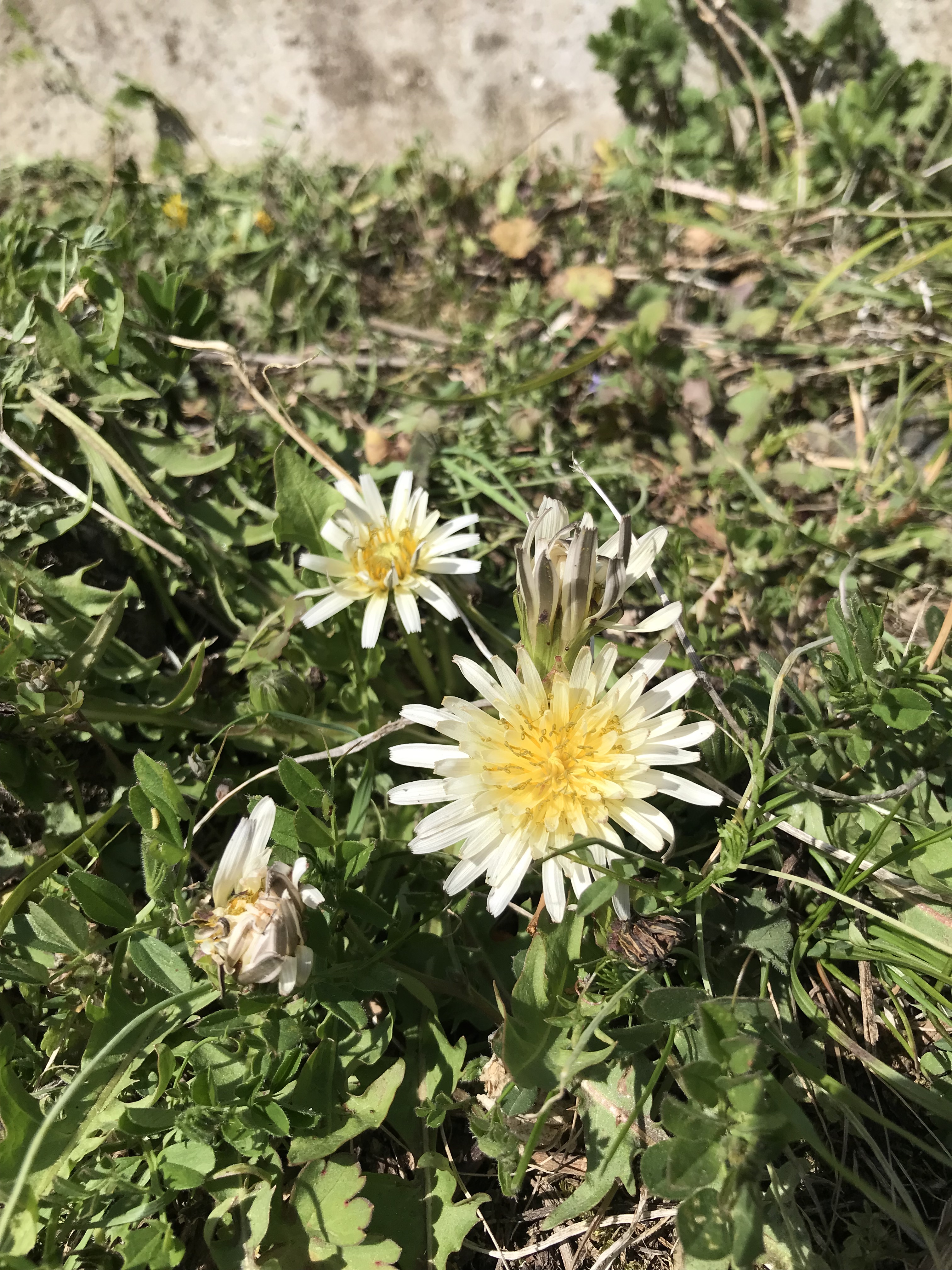 春｜日本たんぽぽ