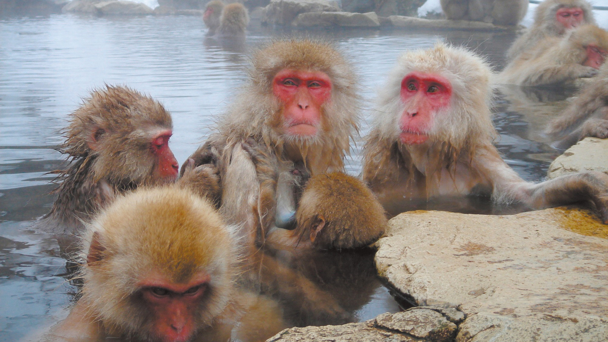 地獄谷野猿公苑のスノーモンキー(写真提供：長野県観光機構)