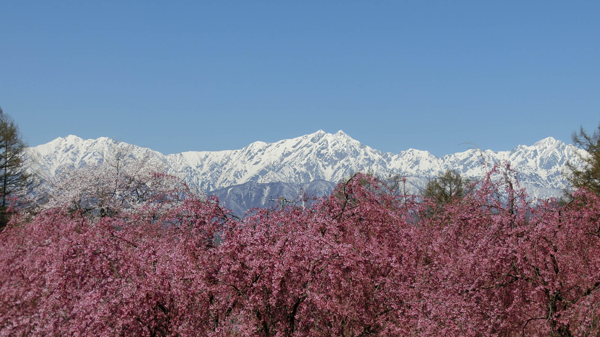 北アルプスと立屋の桜(写真提供：長野県観光機構)