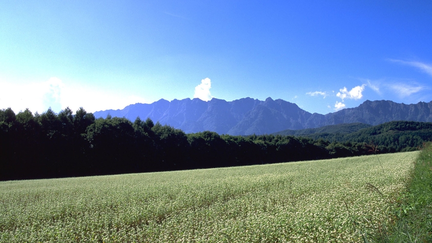 戸隠高原そば畑(写真提供：長野県観光機構)