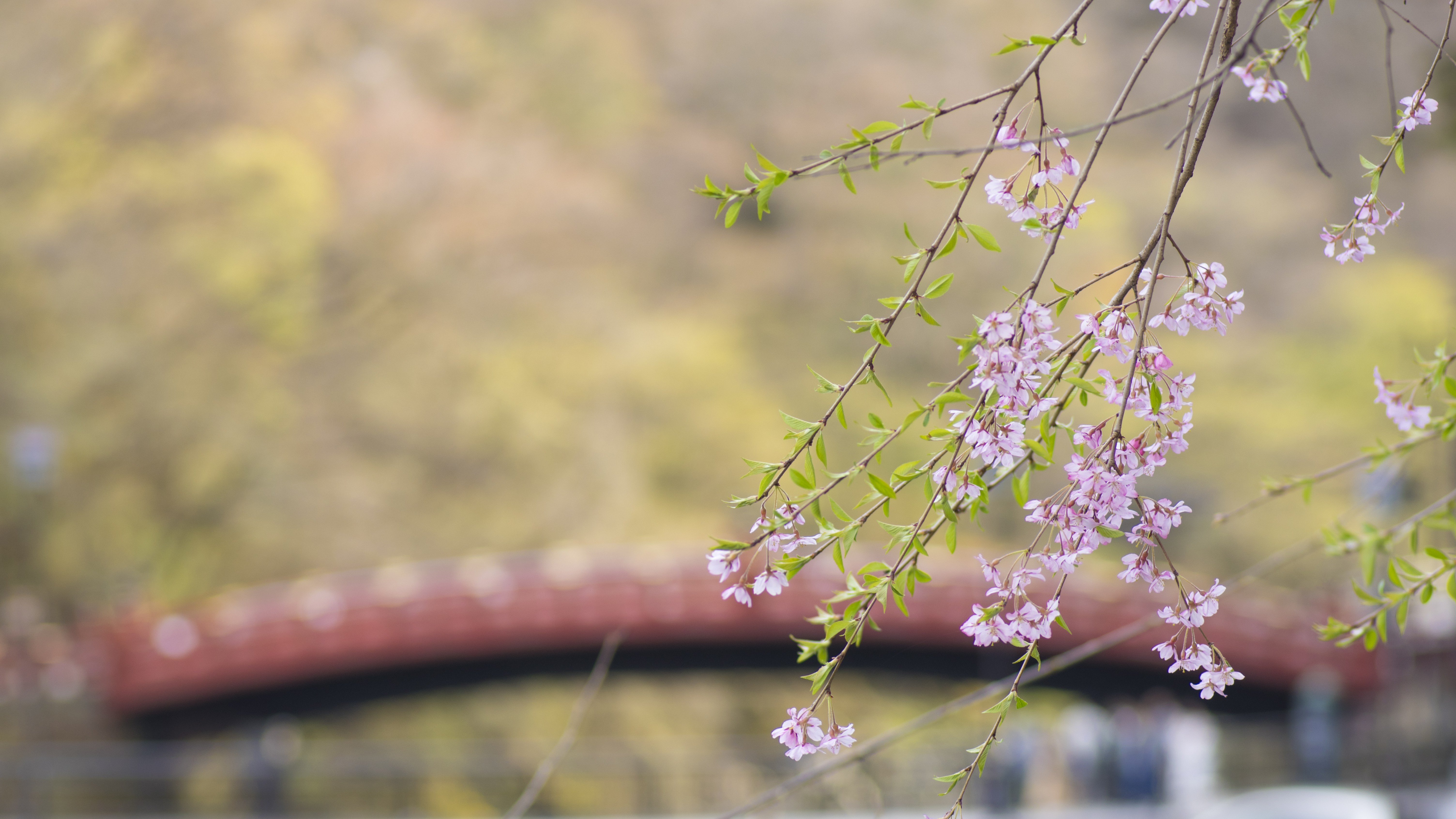 【周辺観光】日光は桜の名所も多く、春はお花見が楽しめます。