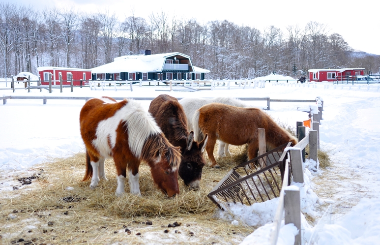 雪の中の馬たち
