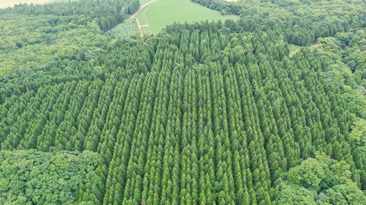 【日本の森を守ろう！】CO2ゼロSTAYプラン〜素泊まり〜