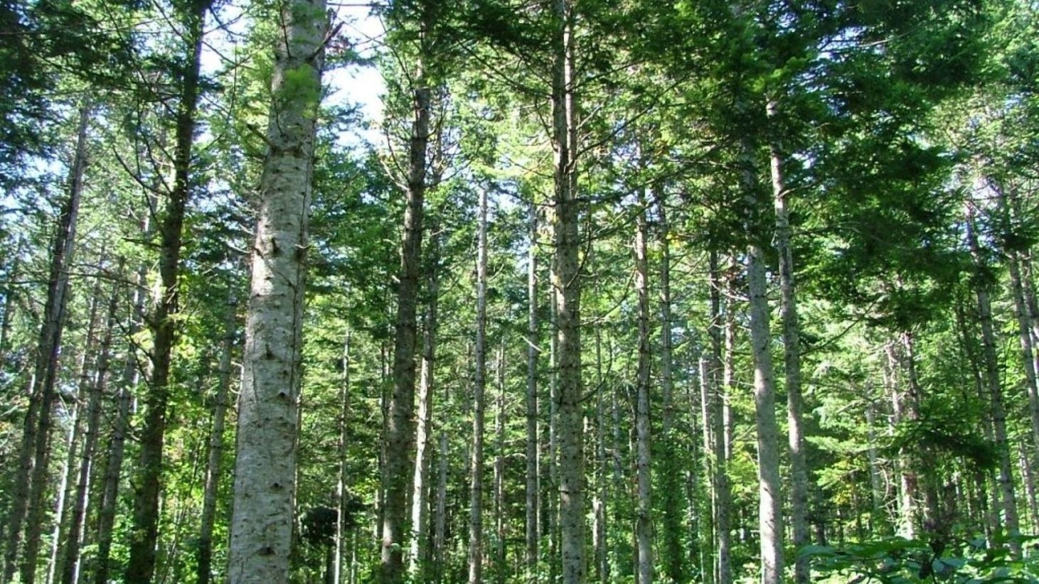 【日本の森を守ろう！】CO2ゼロSTAYプラン〜素泊まり〜