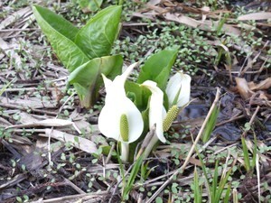 水芭蕉