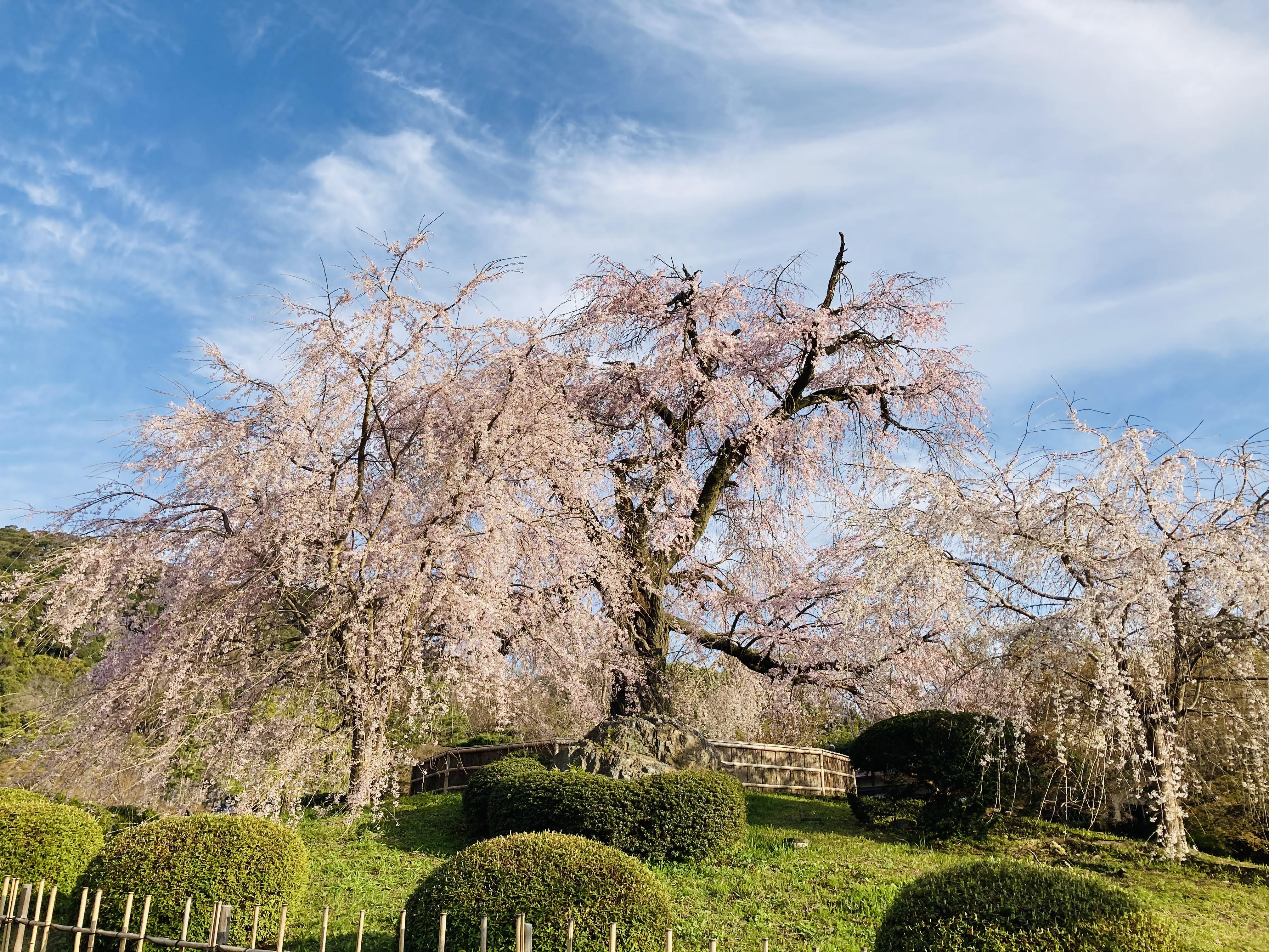 円山公園　枝垂れ桜