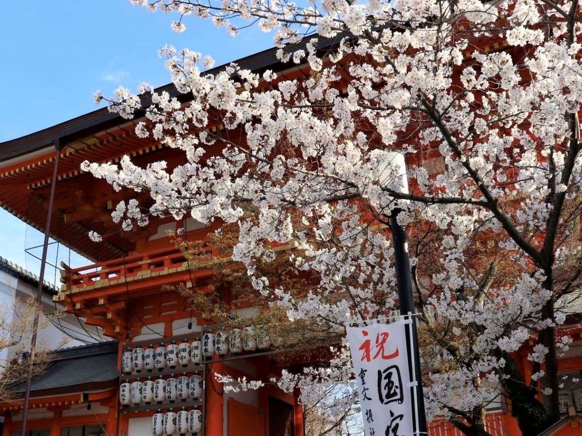 八坂神社　桜