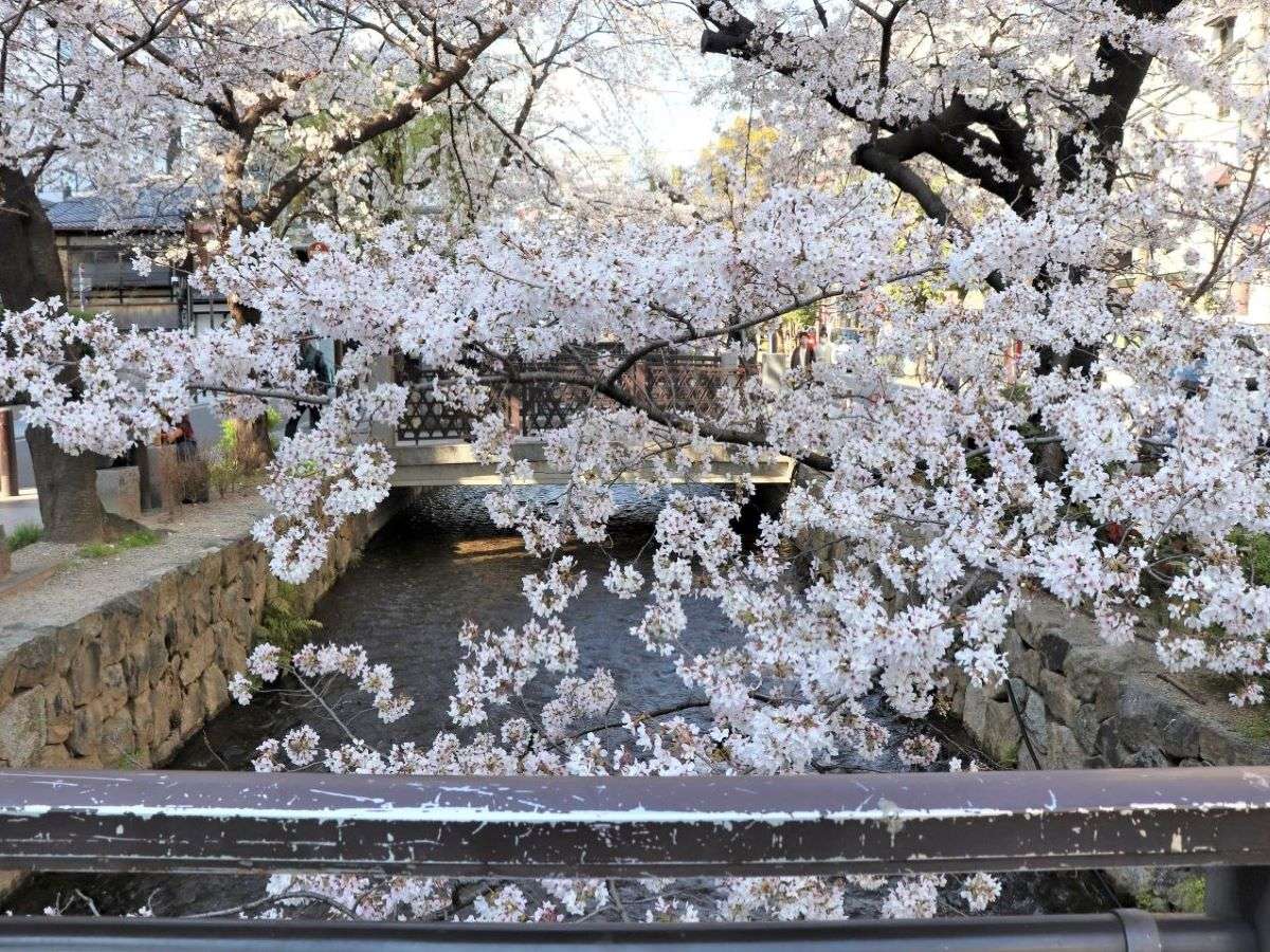 木屋町通り　桜