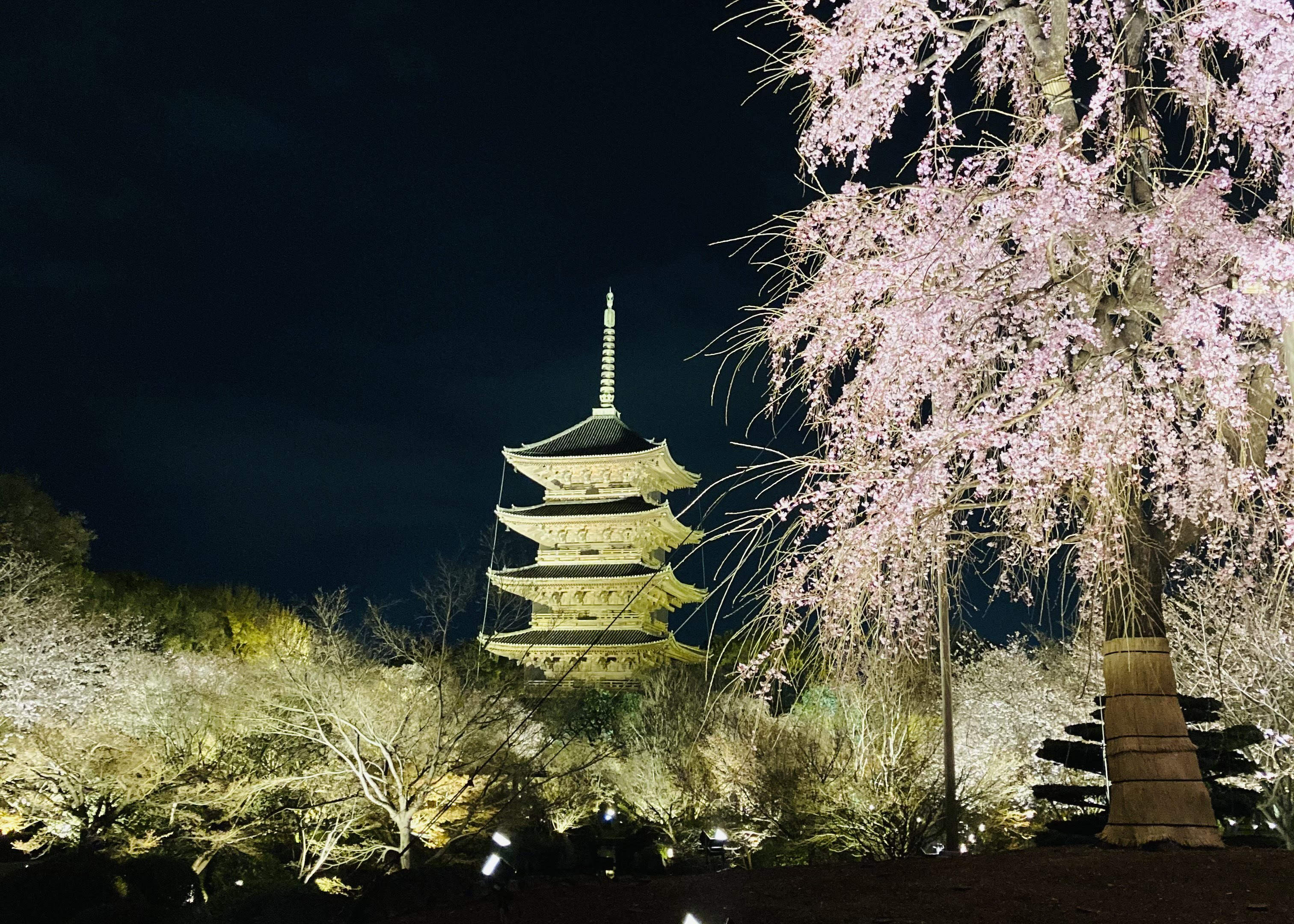 東寺　桜ライトアップ