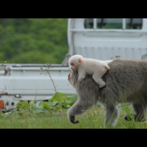 運が良ければこんな動物たちに出会えるかも！