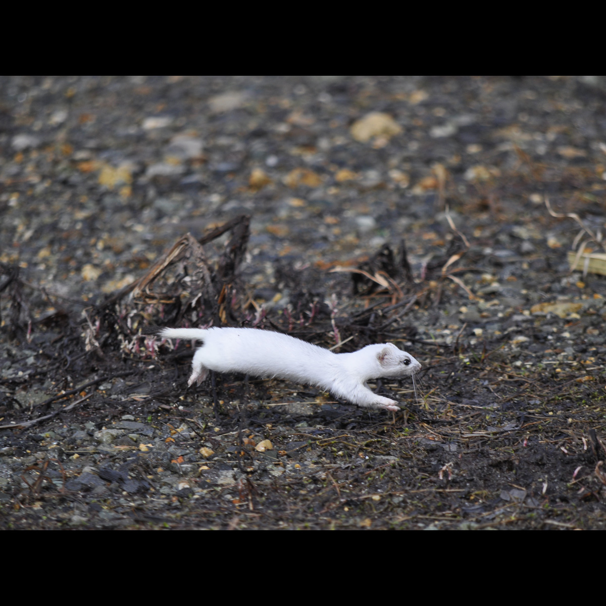 運が良ければこんな動物たちに出会えるかも！