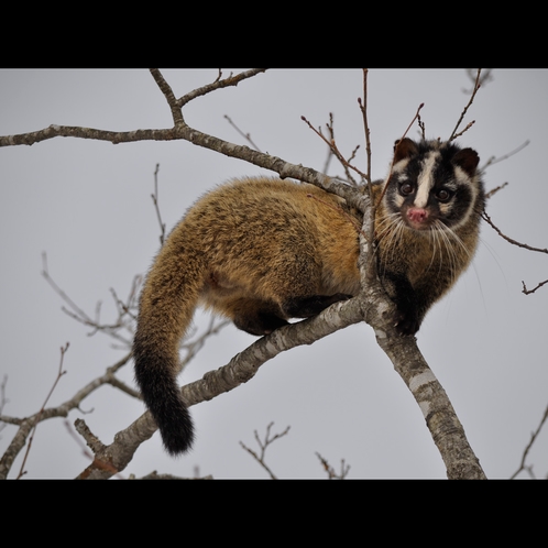 運が良ければこんな動物たちに出会えるかも！