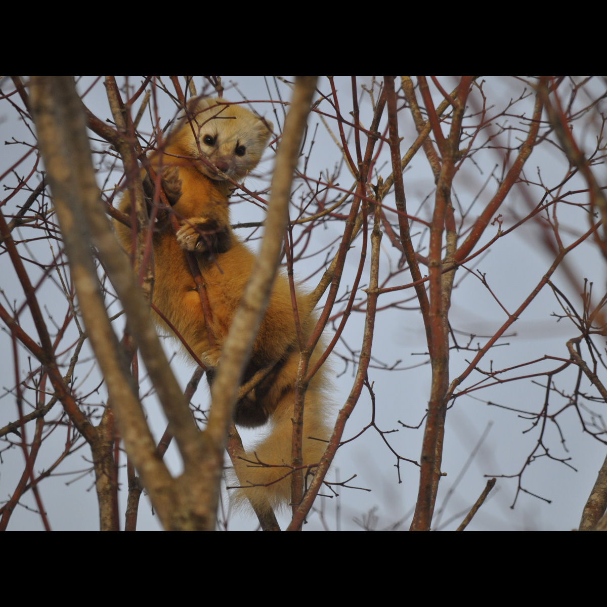 運が良ければこんな動物たちに出会えるかも！