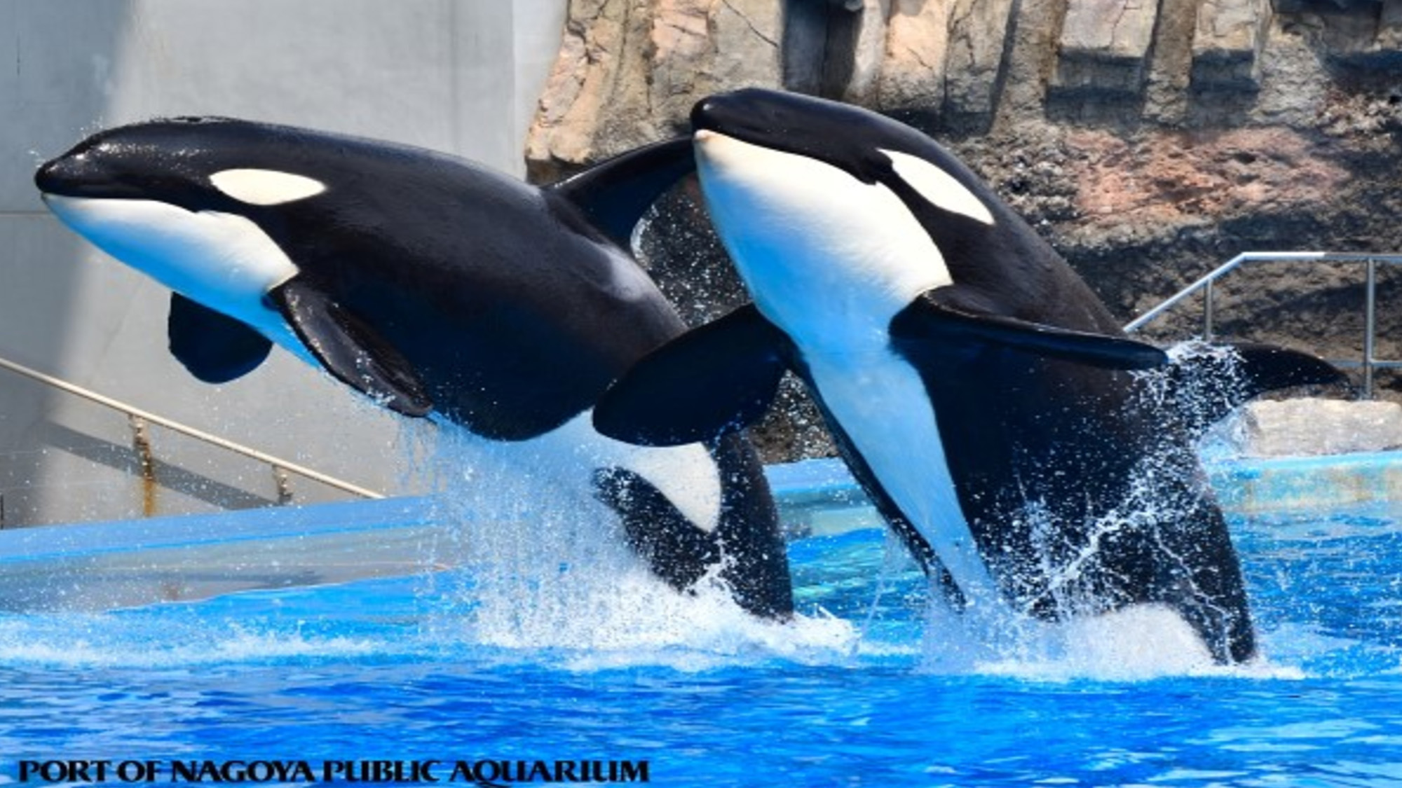 名古屋港水族館：日本でシャチがいる水族館は2館だけ！巨体が繰り出す豪快な動きに圧倒されます。