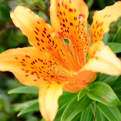 *[島の風景]鮮やかなオレンジ色が特徴的なオニユリは夏の花。