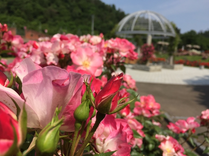 東沢バラ公園 / Higasizawa rose garden