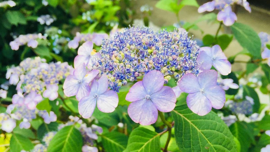 【霊源院】霊源院の“あまちゃ”というお花♪