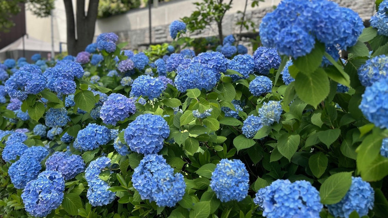 【夏季限定】京都らしさに浸る滞在 × 選べるウェルカムドリンク券付プラン（素泊り）