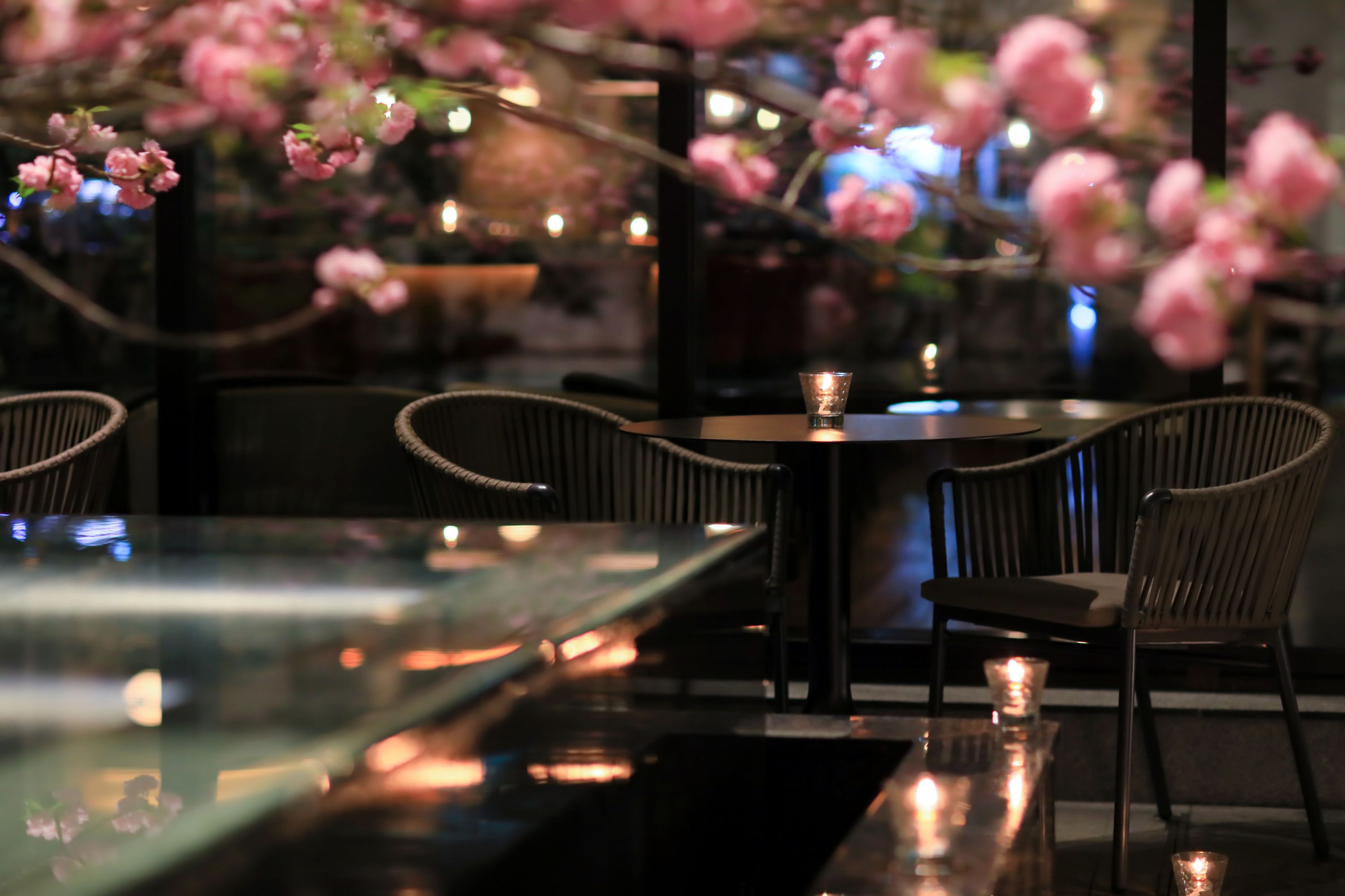 光に舞う桜が彩る庭、心を癒す京都ならではの春の美