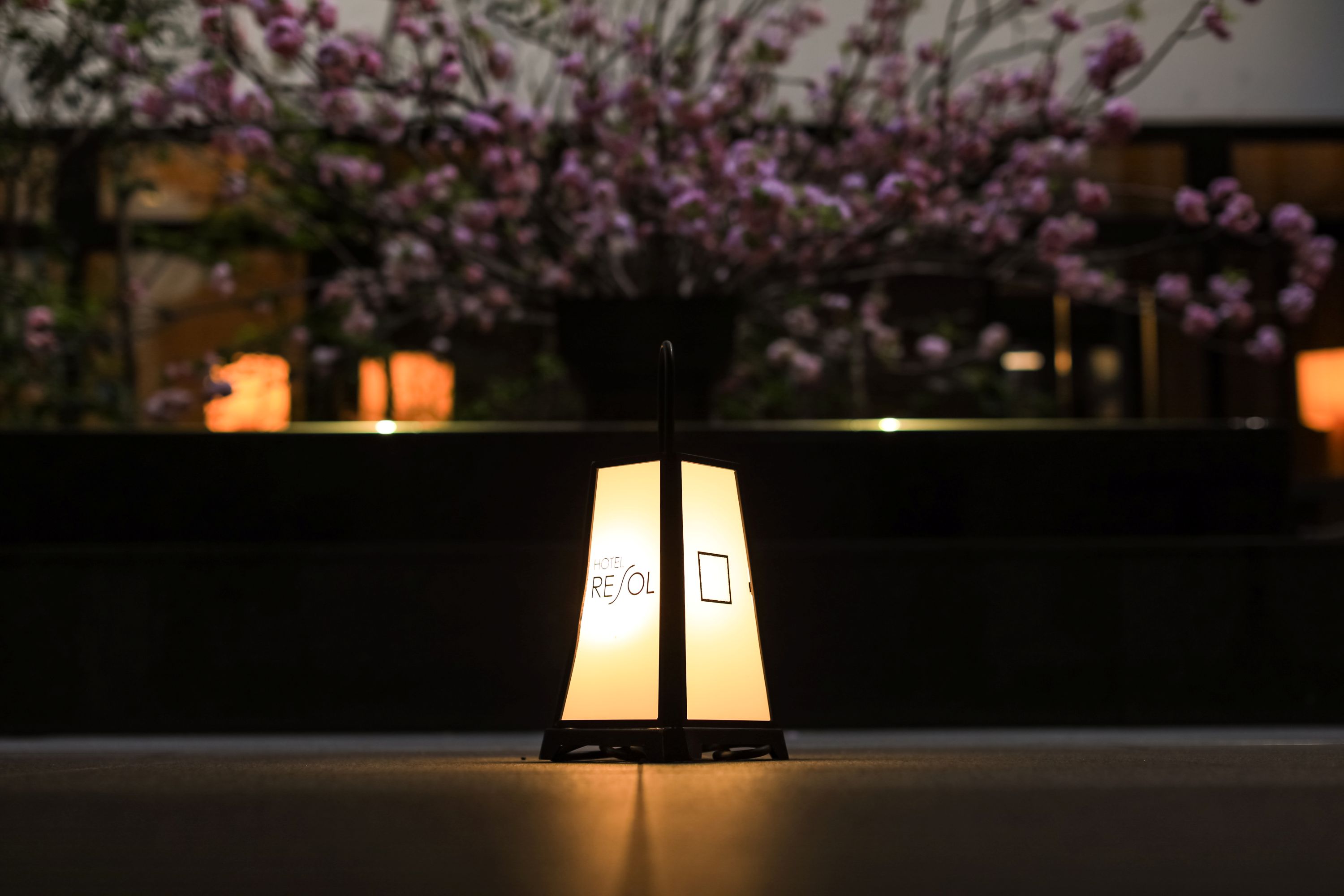 桜と光が宿る庭、静寂に包まれた雅な春の情緒と余韻