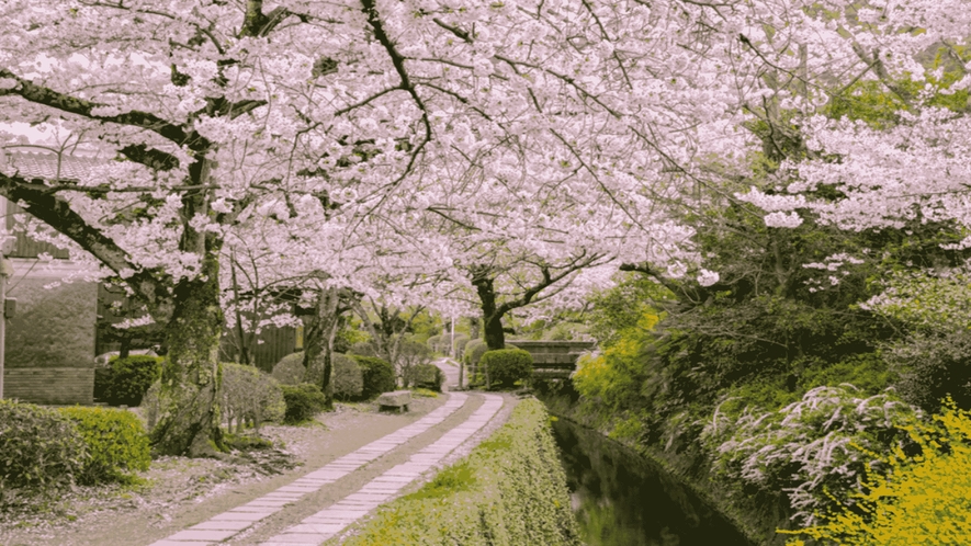 【哲学の道】桜が満開になるとあらわれる桜のトンネルはいつまでも眺めていられる美しさです。