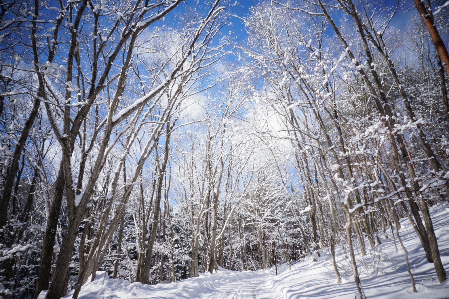 冬の朝（Cloud Camp敷地内）