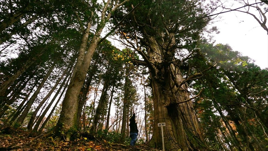 樹齢500年　杉の樹（Cloud Campから車で5分）