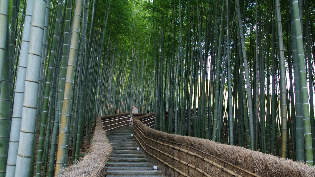 【京都観光】嵐山の竹林