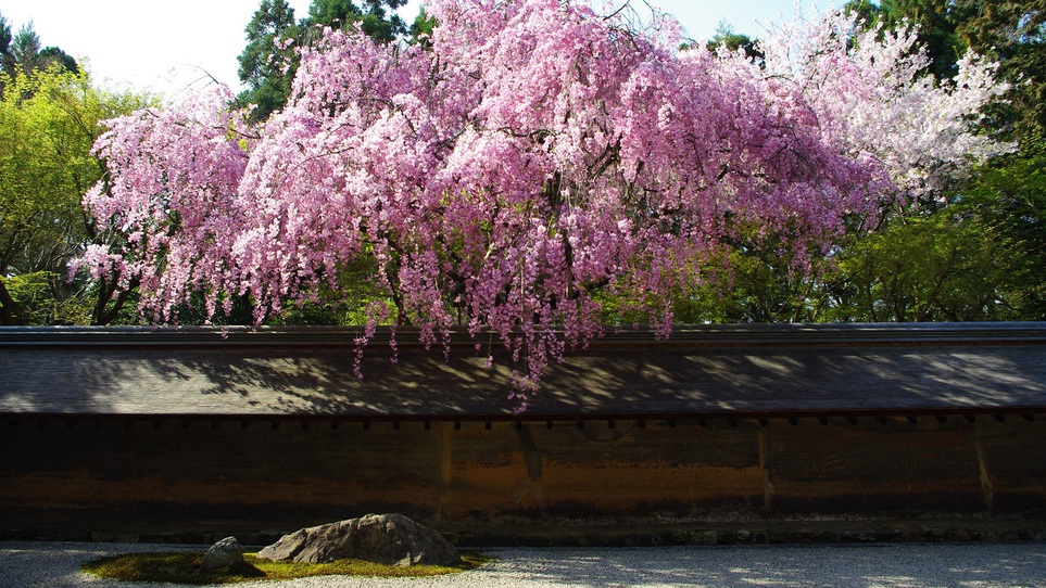【京都観光】龍安寺の桜