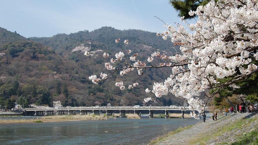 【京都観光】嵐山の桜