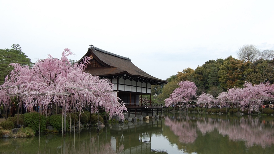 【京都観光】平安神宮苑の桜